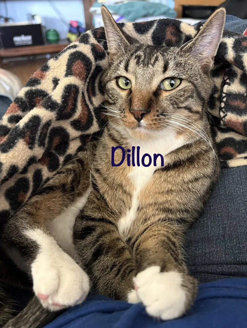 Dillon