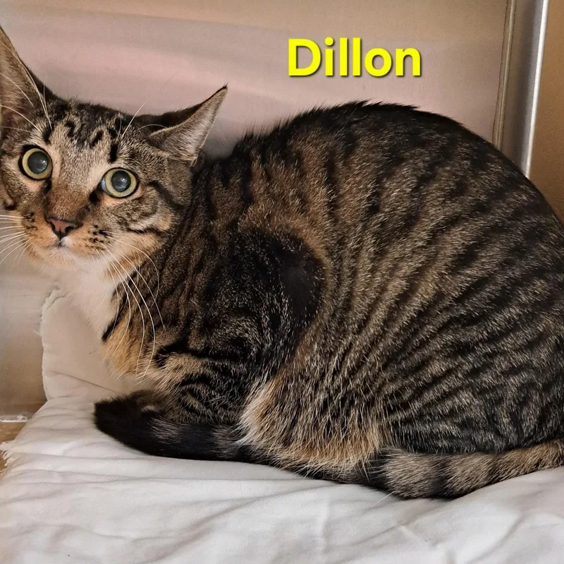 Dillon thumbnail 3