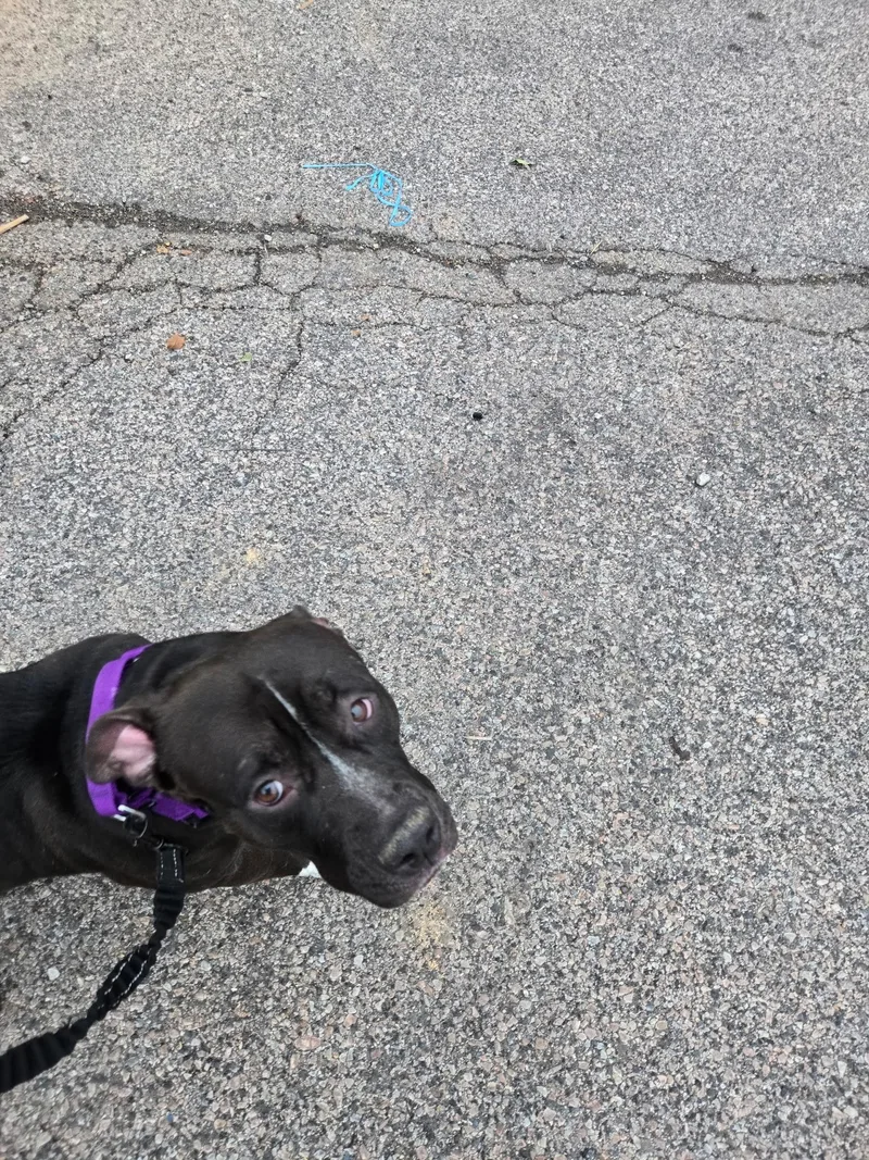An adult medium-sized female Pit Bull Terrier dog named Oreo Blizzard for adoption in Newfoundland, NJ
