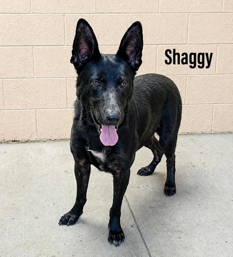 Shaggy