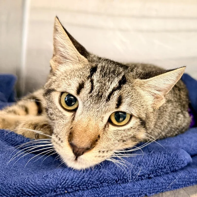 A young medium-sized male Domestic Short Hair cat named Jorge for adoption in Palm Springs, CA