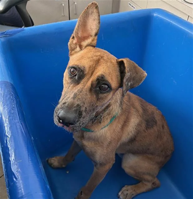 A young large-sized male Mixed Breed dog named Squirtle for adoption in Dallas, TX