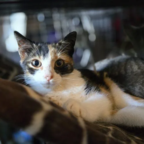 A baby small-sized female Calico cat named Molly for adoption in Knoxville, TN