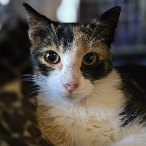 Molly thumbnail 3