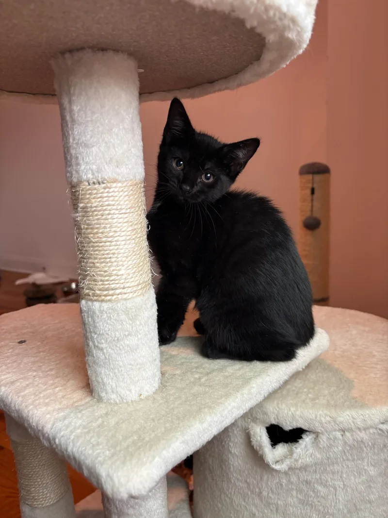A baby small-sized female Black American Shorthair cat named Thingamabob for adoption in Highland Park, NJ