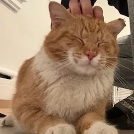 An adult large-sized male Domestic Short Hair cat named Buddy for adoption in Philadelphia, PA