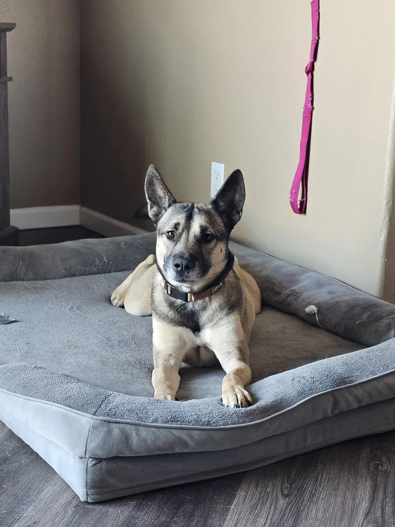 An adult medium-sized male German Shepherd Dog dog named Jaxs for adoption in Bar Nunn, WY