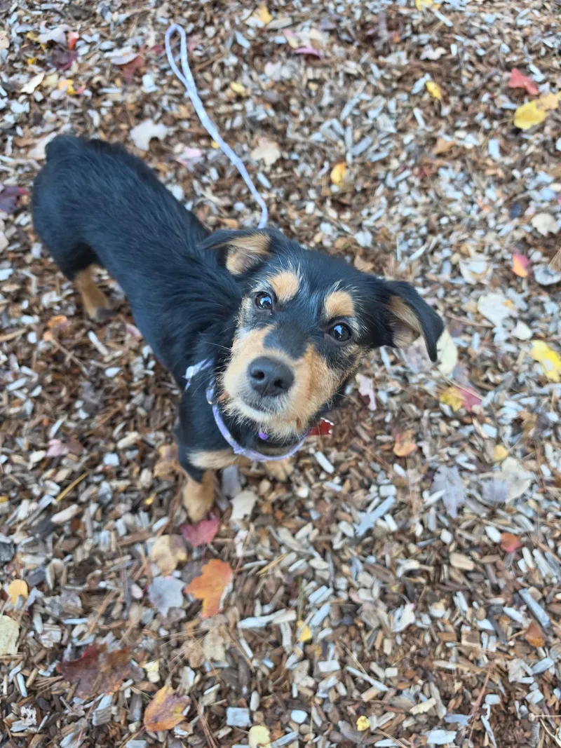 A baby medium-sized female Bicolor Dachshund dog named Gracie for adoption in Sudbury, MA