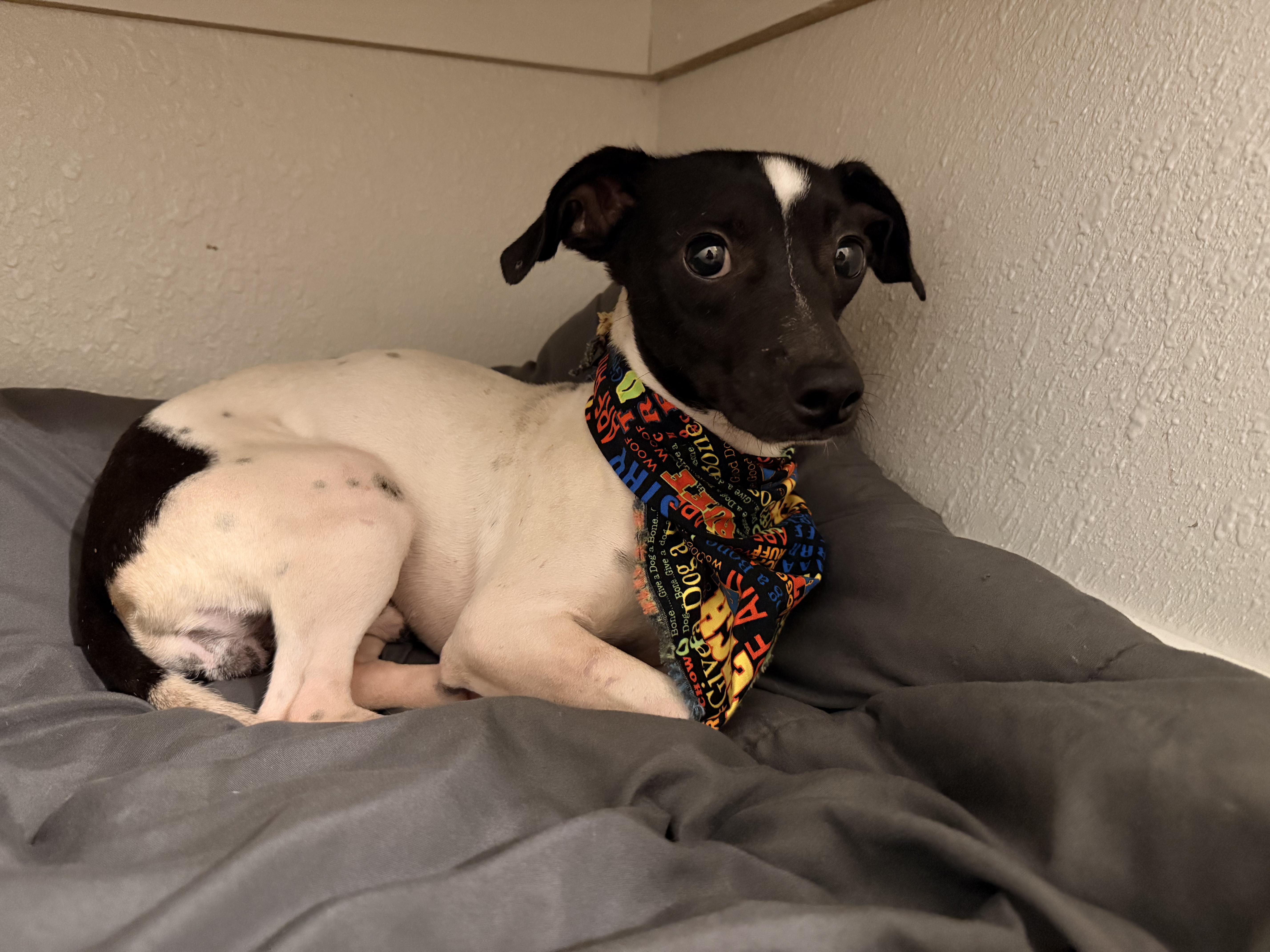 A young small-sized male Chihuahua dog named Pickles for adoption in Boston, MA