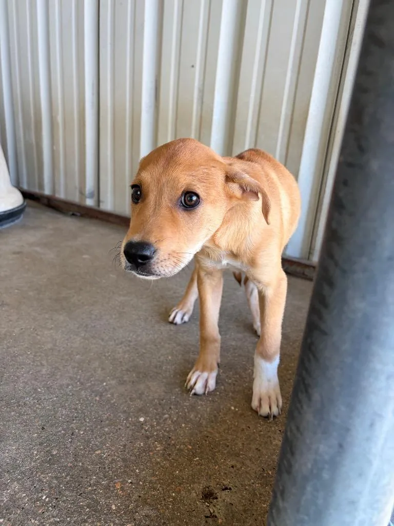 A baby small-sized female Terrier dog named Ruby for adoption in Ada, OK