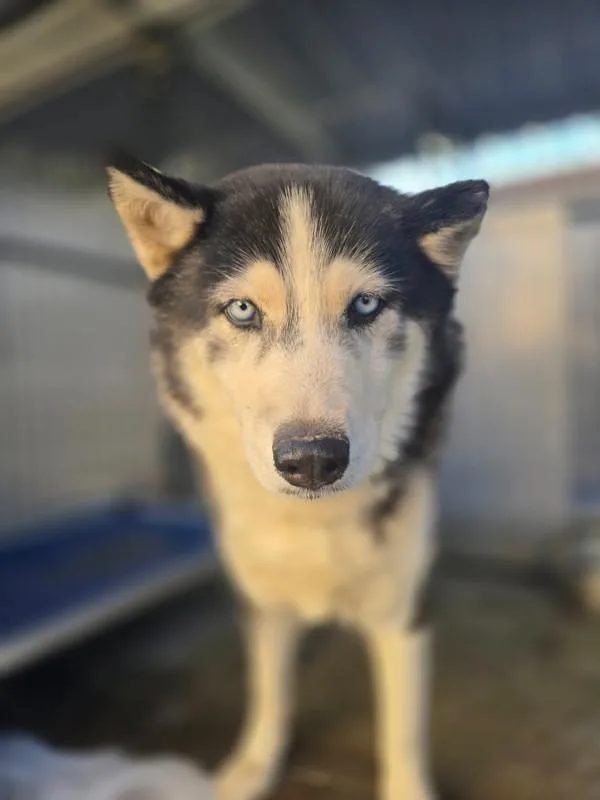 An adult large-sized female Siberian Husky dog named Lola for adoption in Victorville, CA
