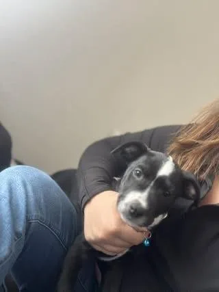 A baby small-sized male Tricolor (Brown, Black, & White) Labrador Retriever dog named Piano Man for adoption in Colorado Springs, CO