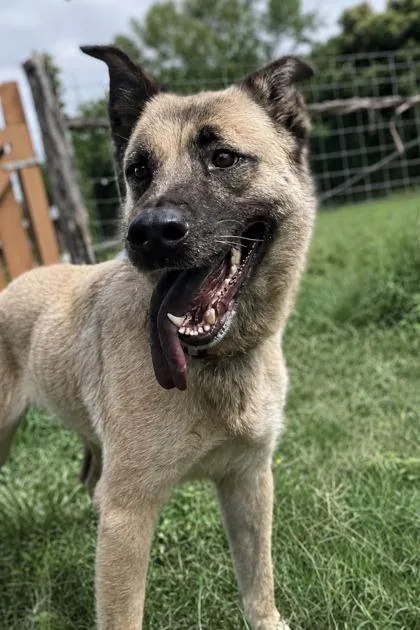 An adult medium-sized female Anatolian Shepherd dog named Virginia for adoption in San Antonio, TX