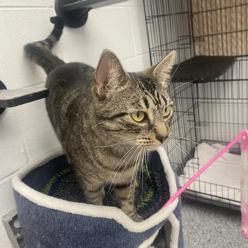 An adult small-sized female Brown / Chocolate Domestic Short Hair cat named Ketchup for adoption in Dayton, OH