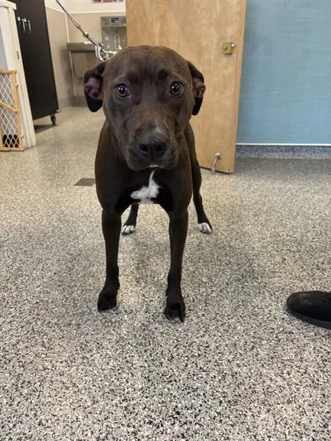 A young medium-sized female Mixed Breed dog named Bella for adoption in Palmetto, FL
