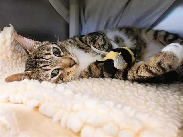 A young small-sized male Bengal cat named Chonko for adoption in Palo Alto, CA