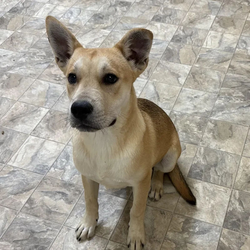 A young large-sized male Yellow / Tan / Blond / Fawn Collie dog named Bravo for adoption in Pilot Point, TX