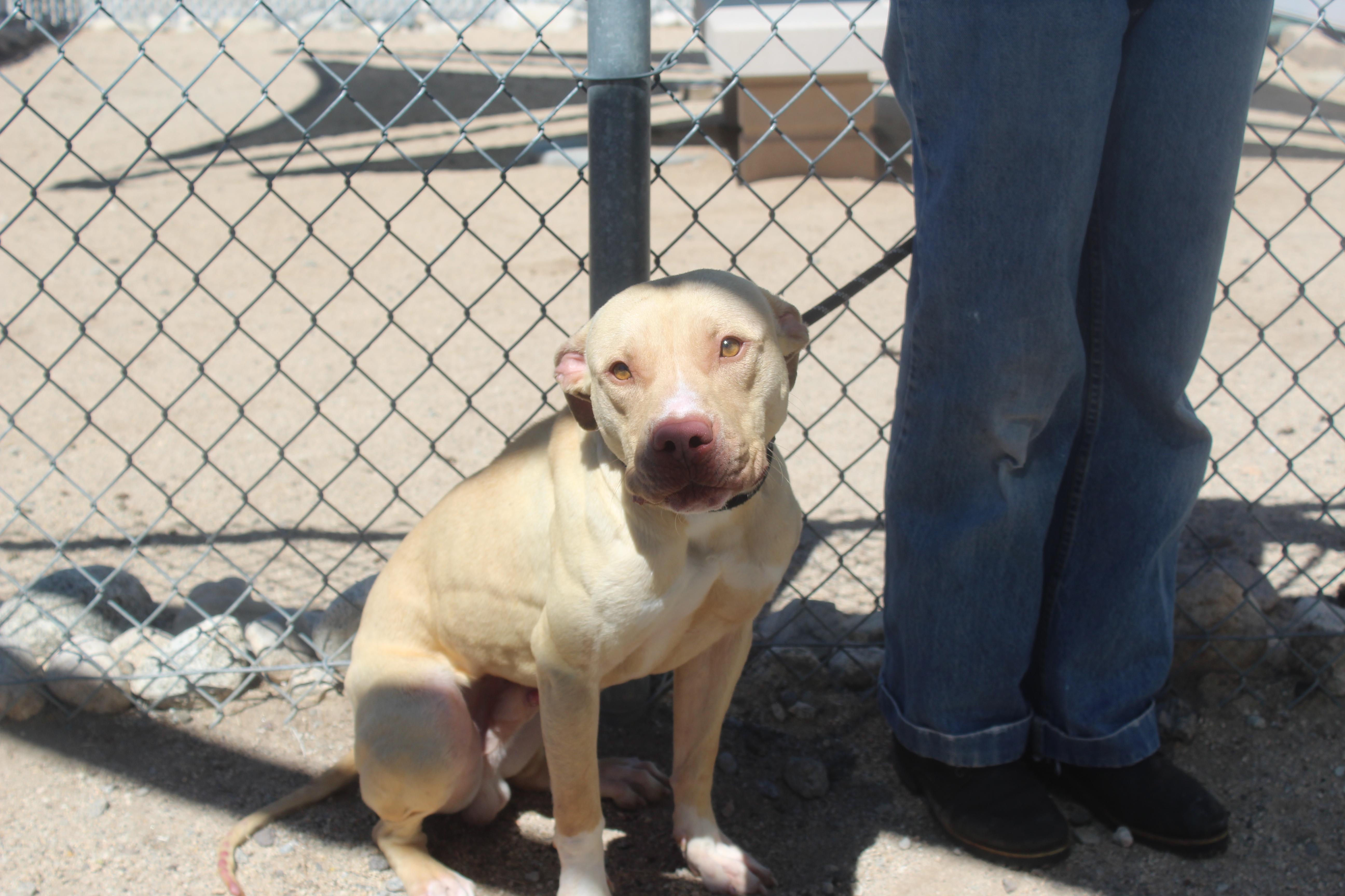 An adult medium-sized male Apricot / Beige Pit Bull Terrier dog named Dexter for adoption in Yucca Valley, CA