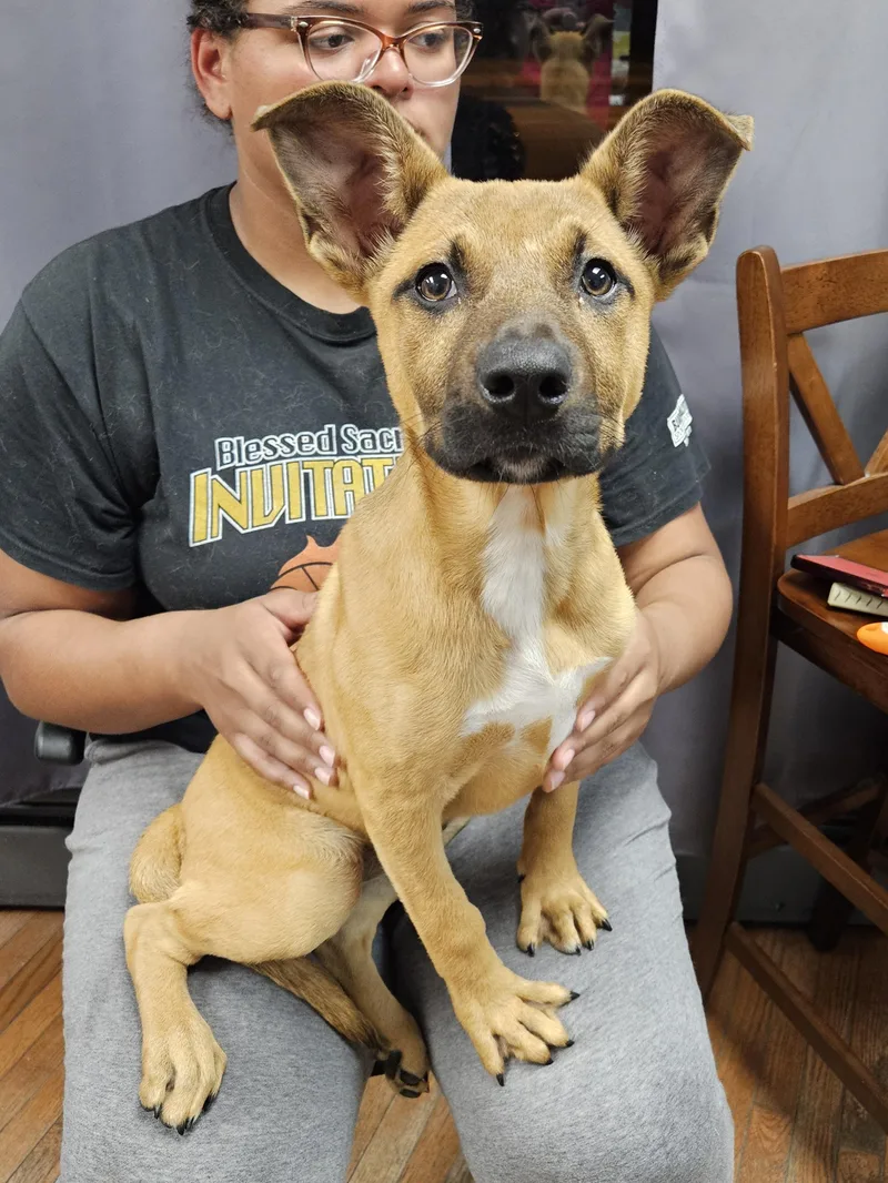 A young medium-sized female Shepherd dog named Coo  $ for adoption in Milwaukee, WI