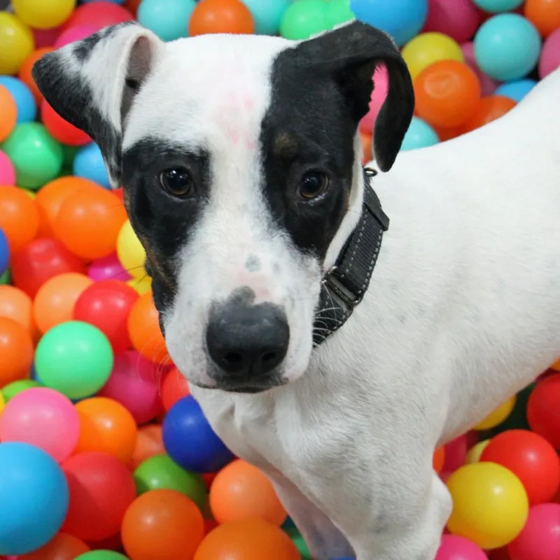 A young large-sized male White / Cream Dogo Argentino dog named Sprout for adoption in Graham, TX