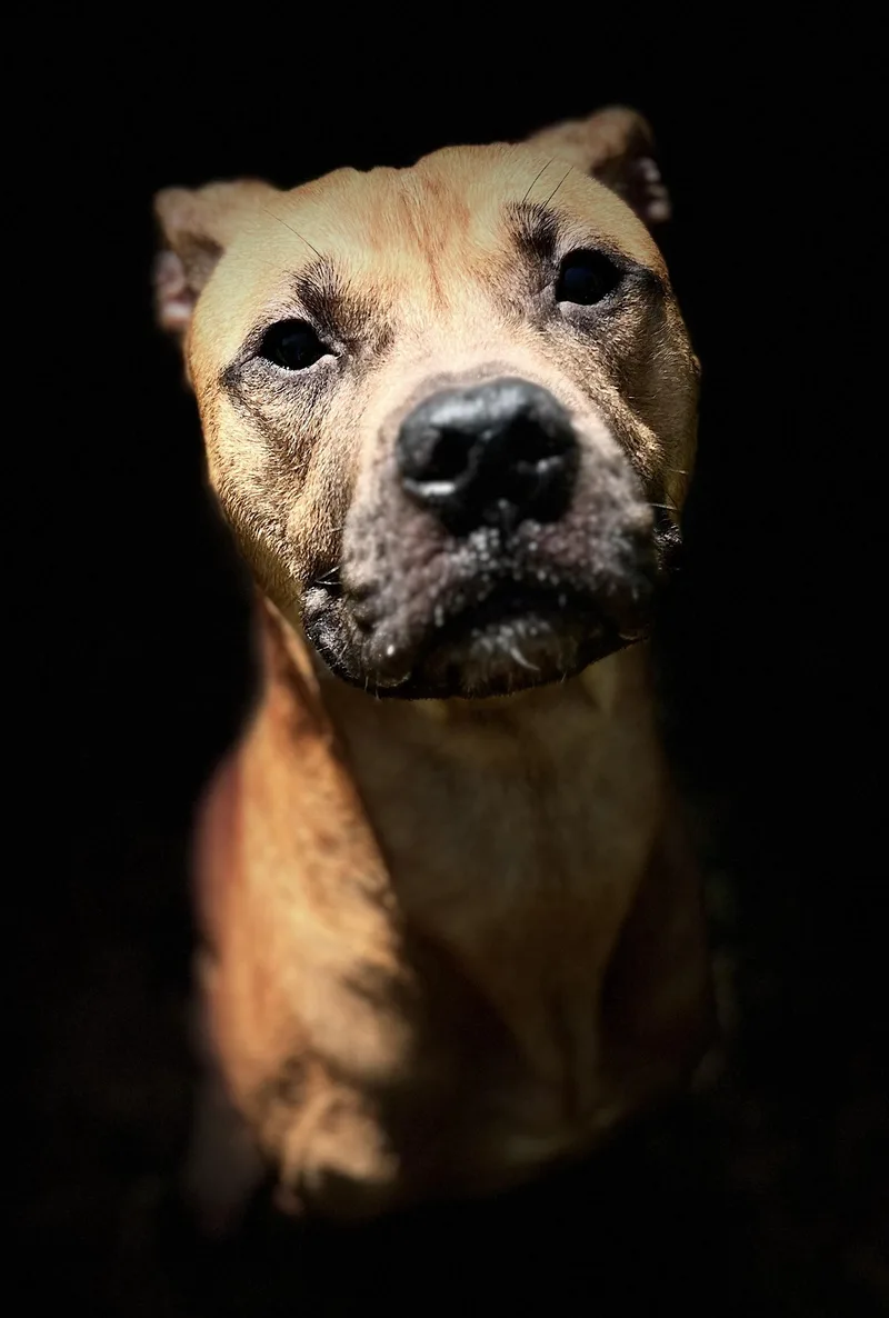 A senior medium-sized male Golden Mixed Breed dog named Coupe for adoption in Mishawaka, IN