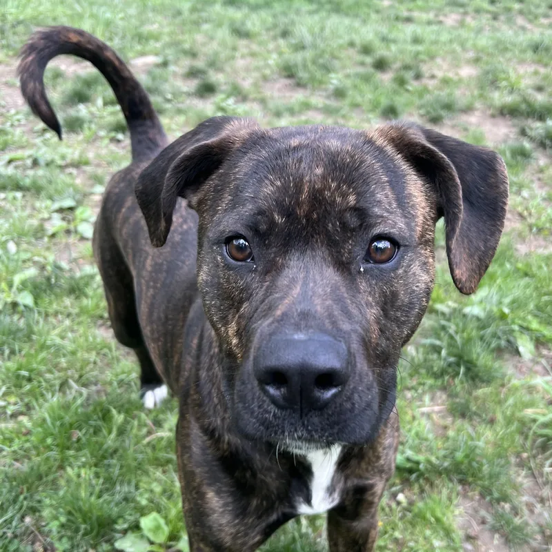 A young medium-sized female Brindle Bullmastiff dog named Arabella for adoption in North Huntingdon, PA