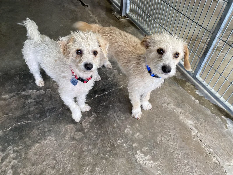 Evan And Owen thumbnail 2