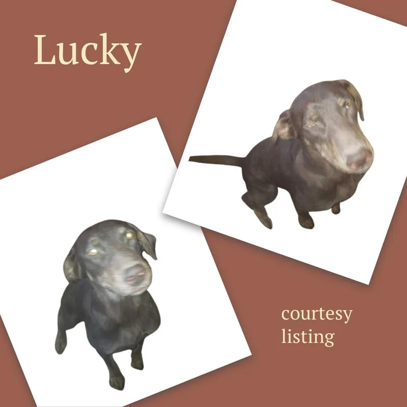 A young medium-sized female Doberman Pinscher dog named Lucky for adoption in Thayne, WY