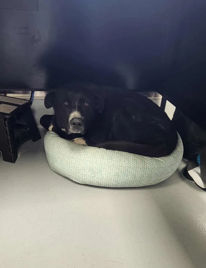 Stubbies thumbnail 3