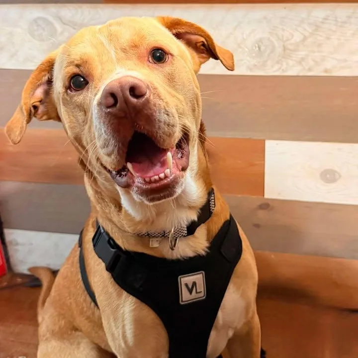 A young medium-sized male Red / Chestnut / Orange Mixed Breed dog named Tucker for adoption in Effingham, IL