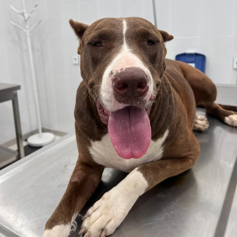 An adult large-sized female Brown / Chocolate Boxer dog named Bright Bonnie From Baku! for adoption in New York, NY