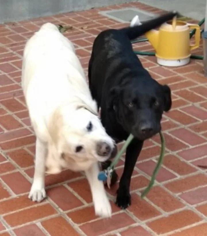 Maverick thumbnail 3