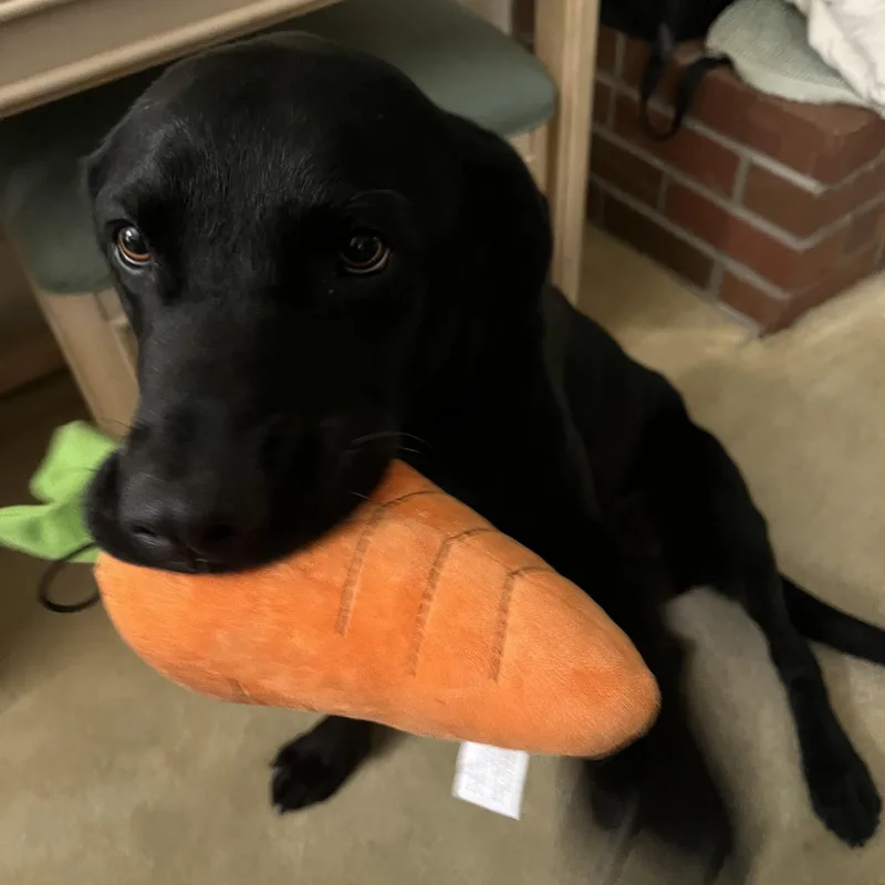 Maverick thumbnail 4