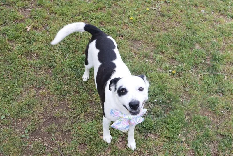 An adult medium-sized female Mixed Breed dog named Graffiti for adoption in Fayetteville, AR