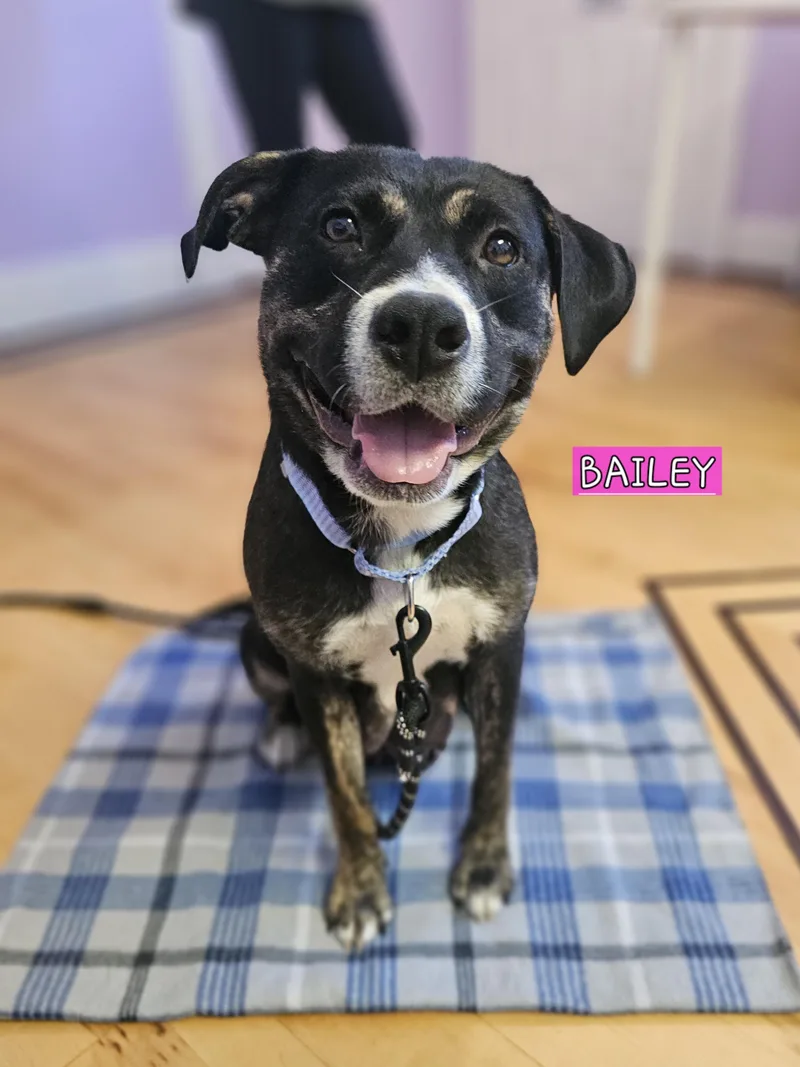 Bailey photo 1