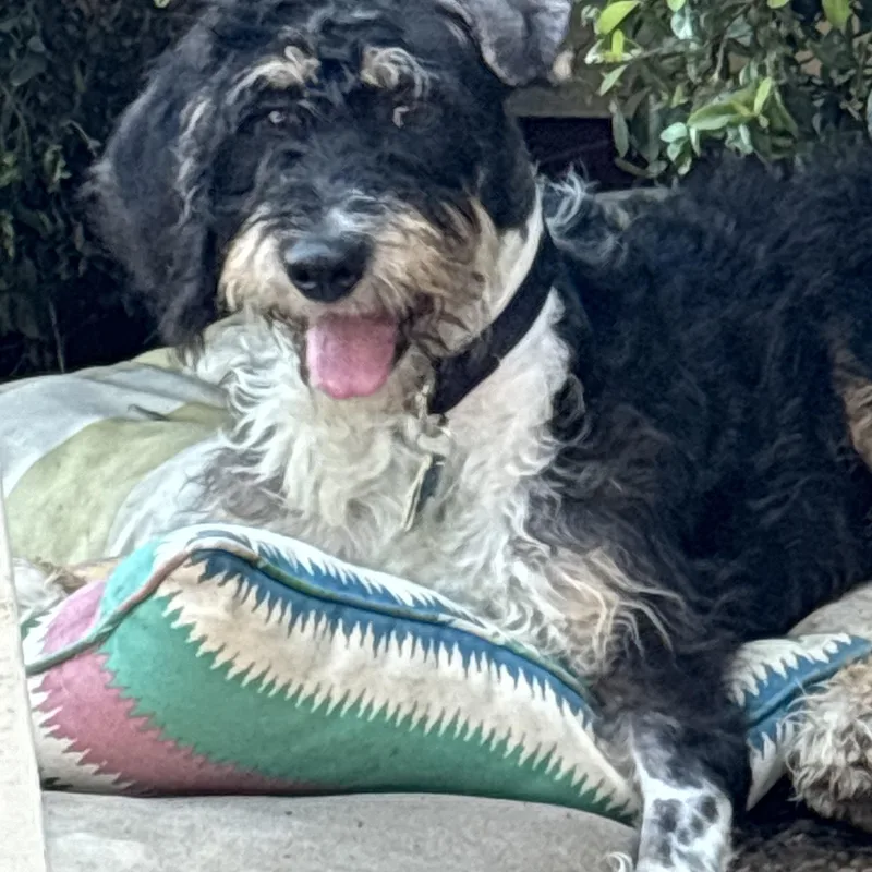 A young medium-sized female Tricolor (Brown, Black, & White) Poodle dog named Merci for adoption in Garland, TX