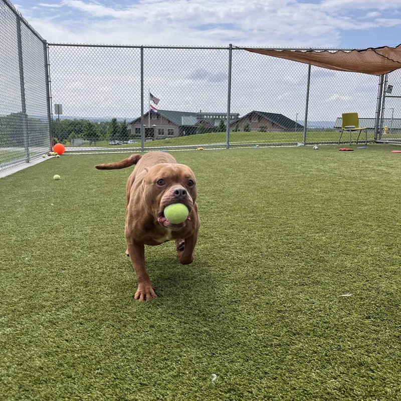 Meatball thumbnail 2