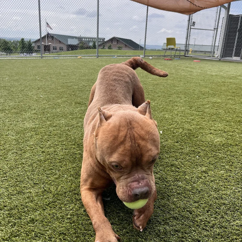 Meatball thumbnail 4