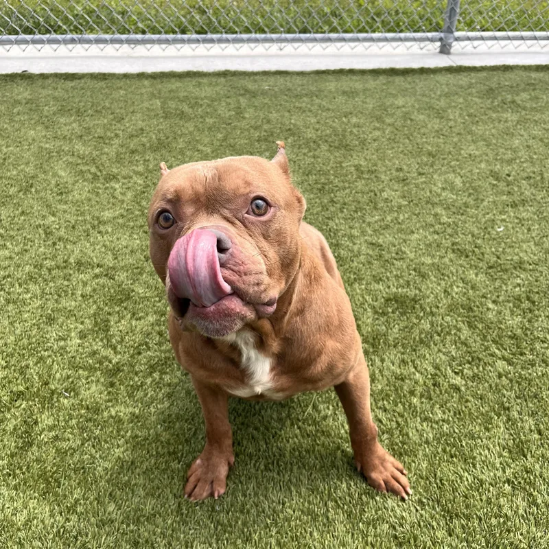 Meatball thumbnail 3