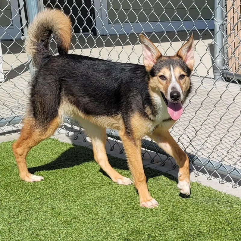 A young medium-sized female Tricolor (Brown, Black, & White) Smooth Collie dog named Merci for adoption in Liberty, MO