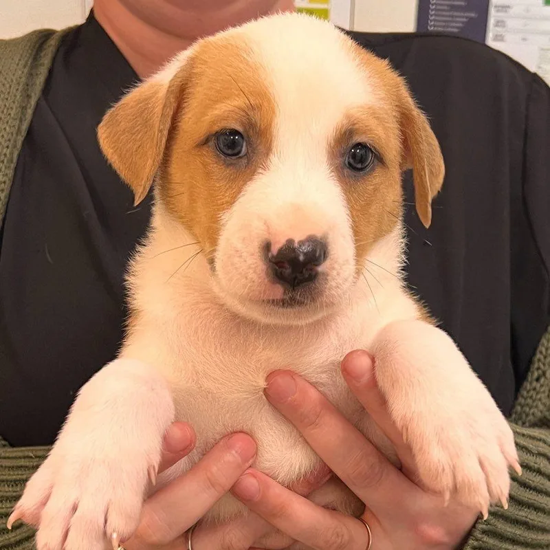 A baby medium-sized female Yellow / Tan / Blond / Fawn Pit Bull Terrier dog named Chanel for adoption in Roselle, IL