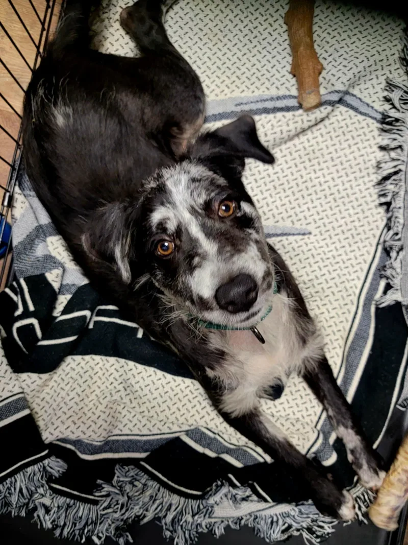 A young medium-sized male Tricolor (Brown, Black, & White) Border Collie dog named Pumbaa for adoption in Clarksville, TN