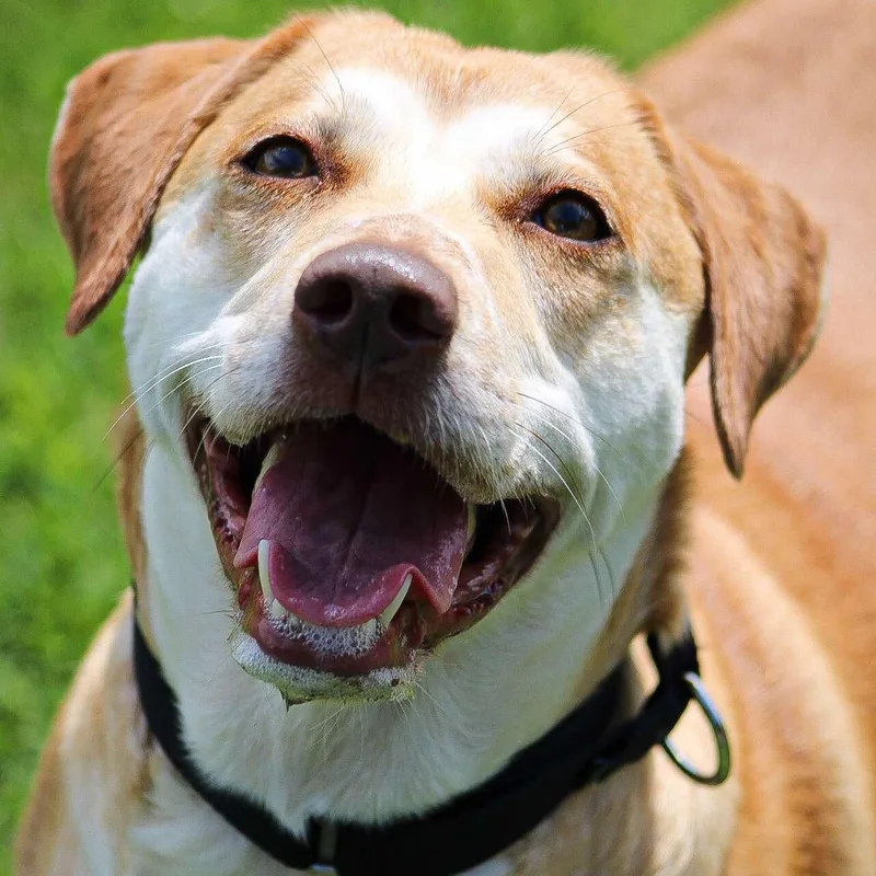 Miss Wiggles photo 1