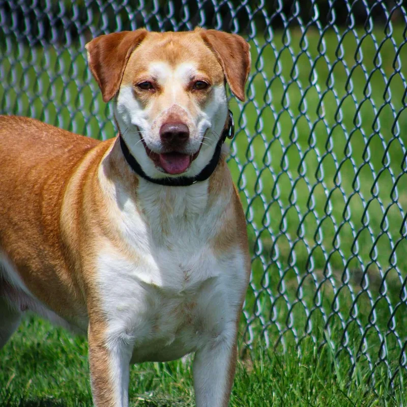 Miss Wiggles thumbnail 2