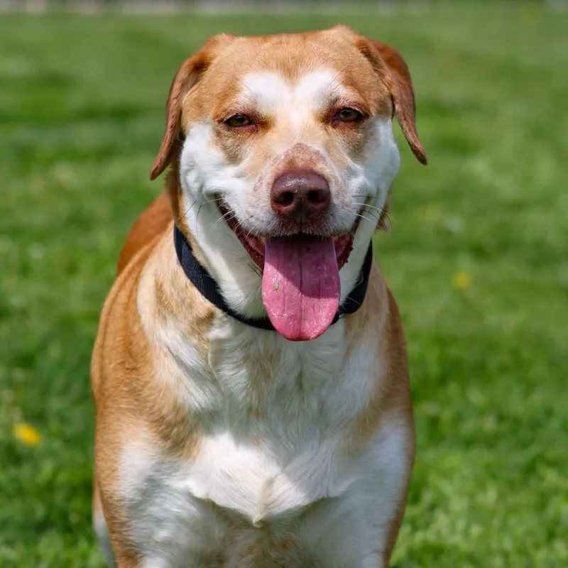 Miss Wiggles thumbnail 3