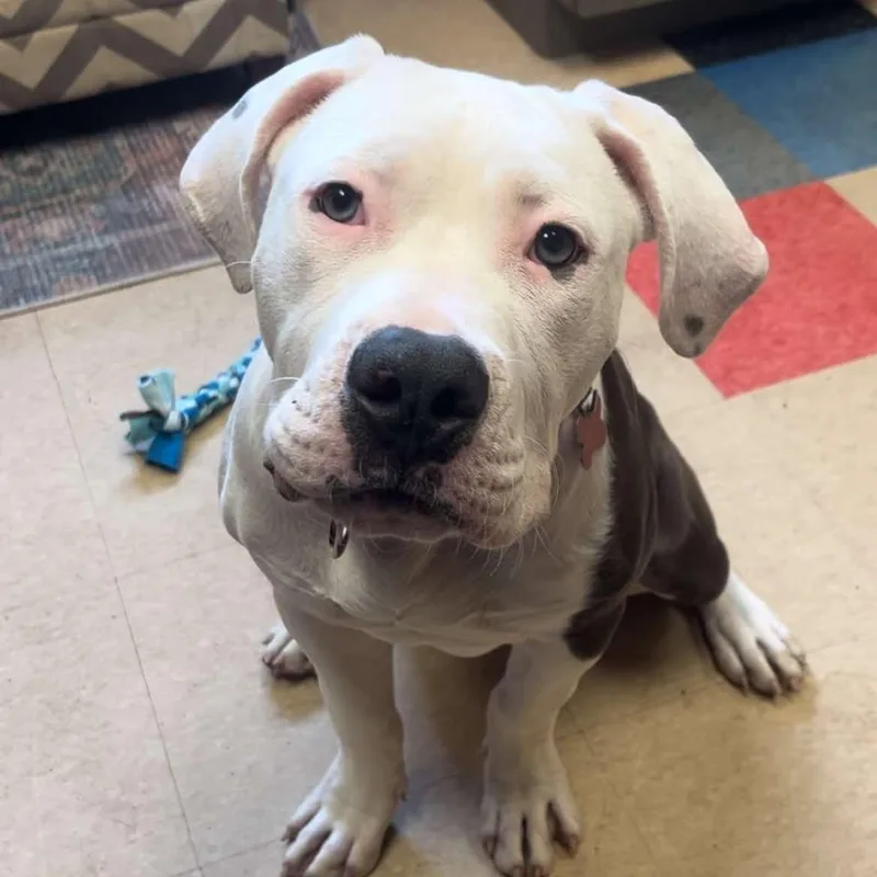 A young large-sized male American Bulldog dog named Mac for adoption in Valparaiso, IN