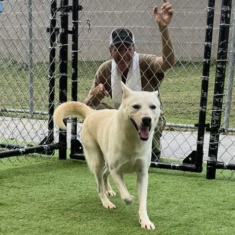 An adult medium-sized female Husky dog named Geena. for adoption in Humacao, PR