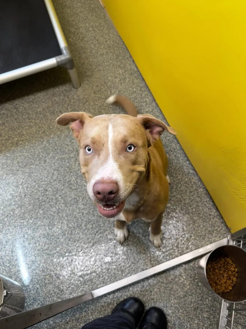 An adult medium-sized male Yellow / Tan / Blond / Fawn Pit Bull Terrier dog named Cannan for adoption in Gladstone, MO