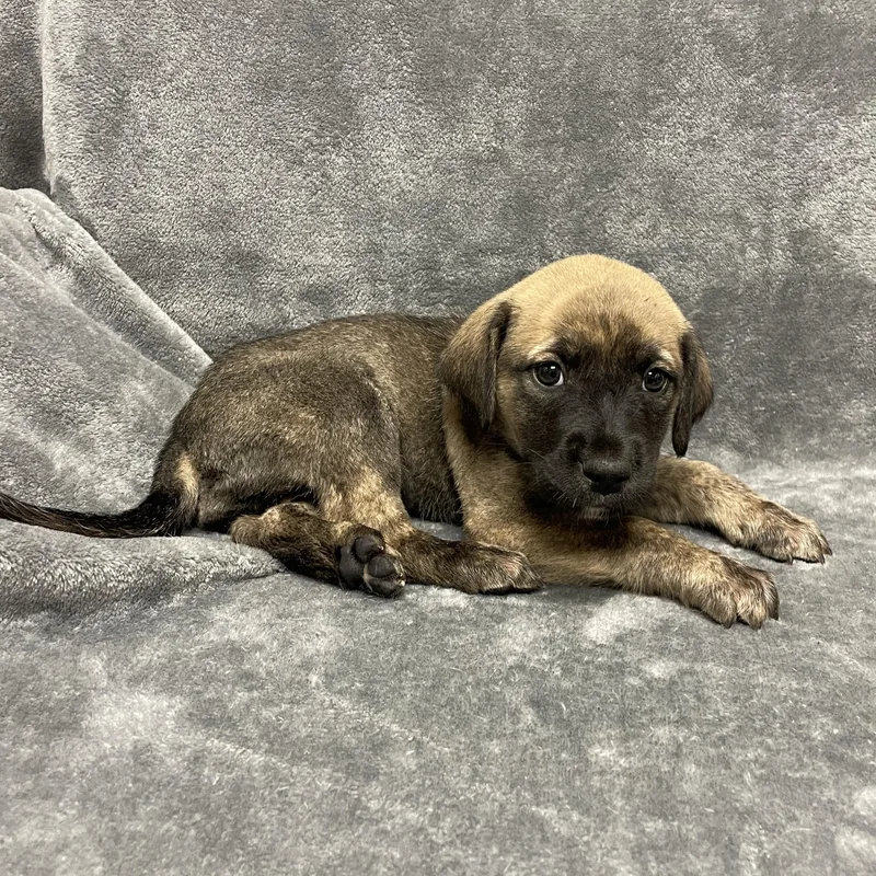 Baguette thumbnail 5