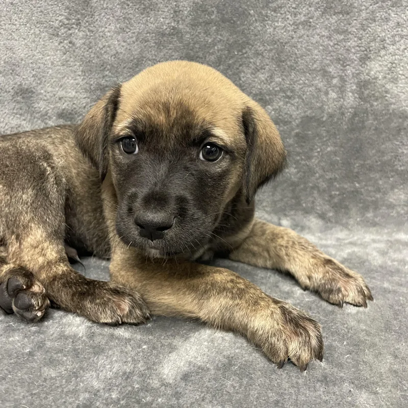 Baguette thumbnail 3